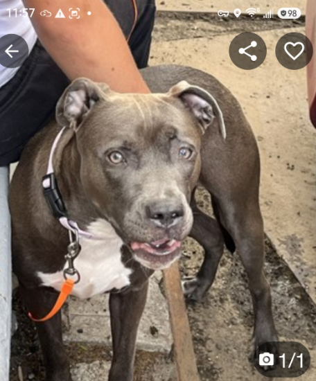 NMBewitched's tweet photo. Misty💔😍
New Puppy on the Block 
#255417 https://t.co/6AaJxFw2jn 
Here link is down, though adoptable🔥

This pic shows a curious girl
Who finds comfort in the human that betrayed her😭

Poor Misty😔
She needs a stable home, when who helps her blossom into the bestest BFF https://t.co/SooGaScT6R