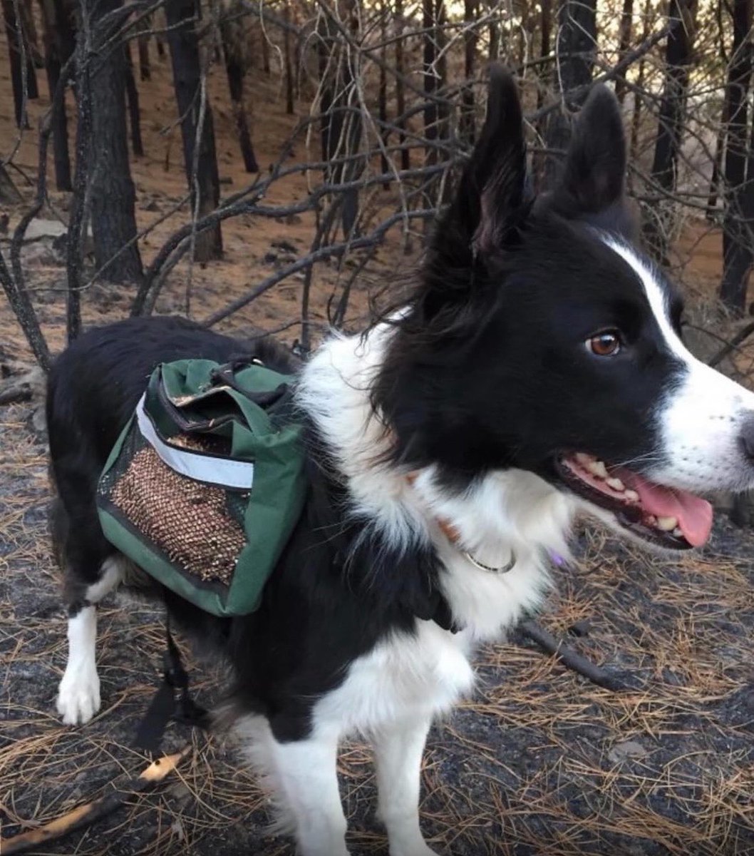 earthcurated's tweet photo. After wildfires leave forests bare, an unexpected team steps in border collies with a mission Wearing specially designed backpacks filled with native seeds, they run across the land, scattering new life with every step. Fast, agile, and tireless, these dogs are helping forests grow again one stride at a time.