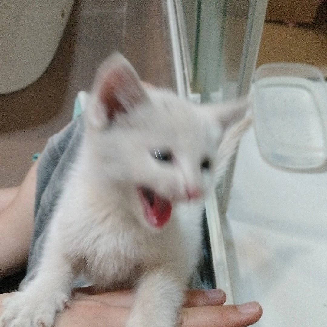 murphys_simp's tweet photo. 📍Ourense

He encontrado este gatito y necesita un hogar porque no nos lo podemos quedar y me da penica que entre en la protectora. Parece hembra, es muy seguro, juguetón y mimoso.

Agradezco difusión🫶 https://t.co/CfnrYE6p7E