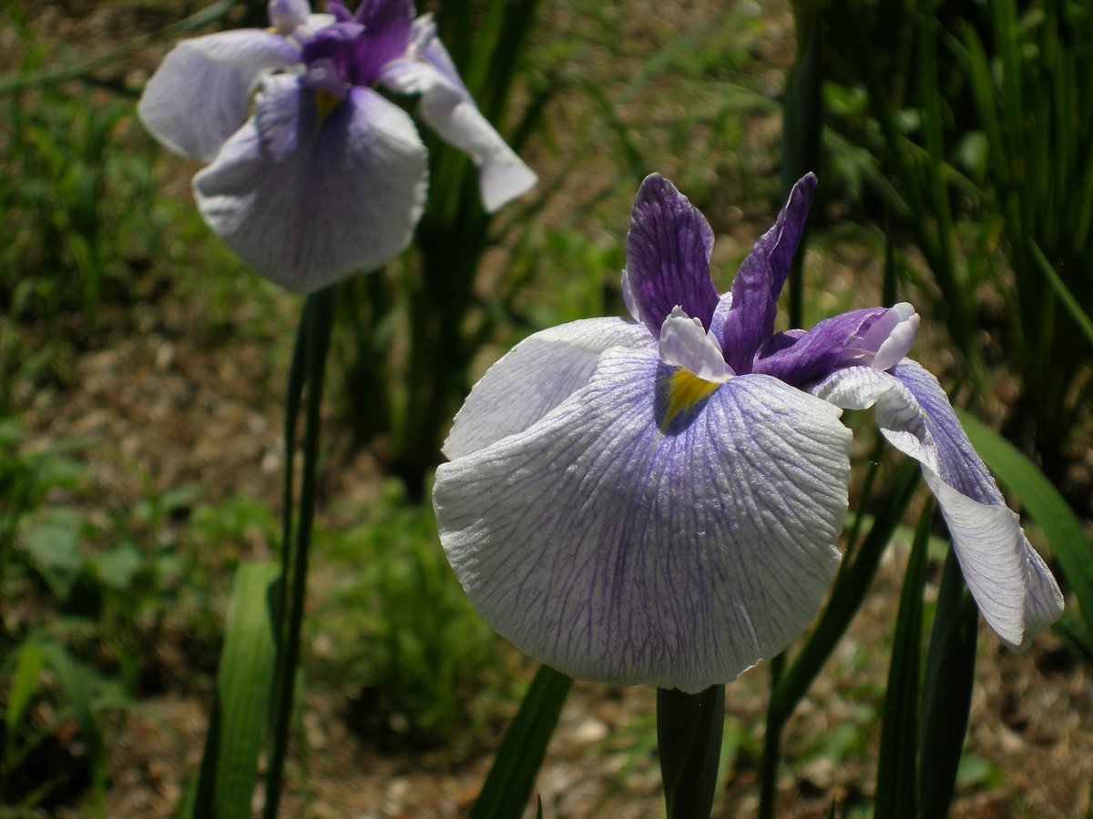 1000mi0's tweet photo. OLYMPUS CAMEDIA SP-350
智光山公園
#智光山公園 #狭山市 #花菖蒲 #OLYMPUS #CAMEDIA https://t.co/pVZcUb7FYH