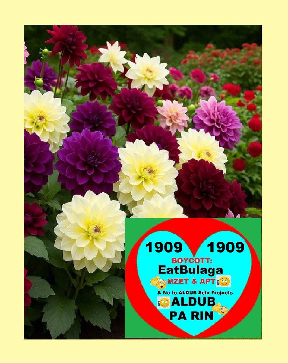 GraceSa10499866's tweet photo. TB PIX - NAKAKAPAGHINAYANG  LANG NA NOON  BIRTHDAY NI MENG BONGGA ANG MGA PINAPADALA SA KANYA, GALING SA MGA SPONSORS, NAKINABANG DIN NG HUSTO ANG TAE NG DALAWANG LAOSYAN DYAN.  PATI SI DALMATIAN MADAMI DING  NA IUWI. THOSE WERE THE DAYS NA MASAYA PA ANG LAHAT. NOON, ALDUB LANG SAPAT NA. SINAYANG NG GMA AT TUVIERA, MGA 👿👿 KASI ANG MGA ITO!
@AAArtists_  @inquirerdotnet @sotto_tito
@PilStarNgayon @MyNameIsTheo011 @panaadedge @gmanetwork @ABSCBNNews @UnangHirit @sandromarcos7 @OnyxCong @pauleenl_sotto @PhilippineStar @MCambsl2 @MartinRomualdez
@mysparrows2 @CalapArlene @KanayamaOlive @may_ynfante @AbGermany
#BOYCOTTEatBulaga1909🌷
NO TO SOLO PROJECTS
ALDUB PA RIN