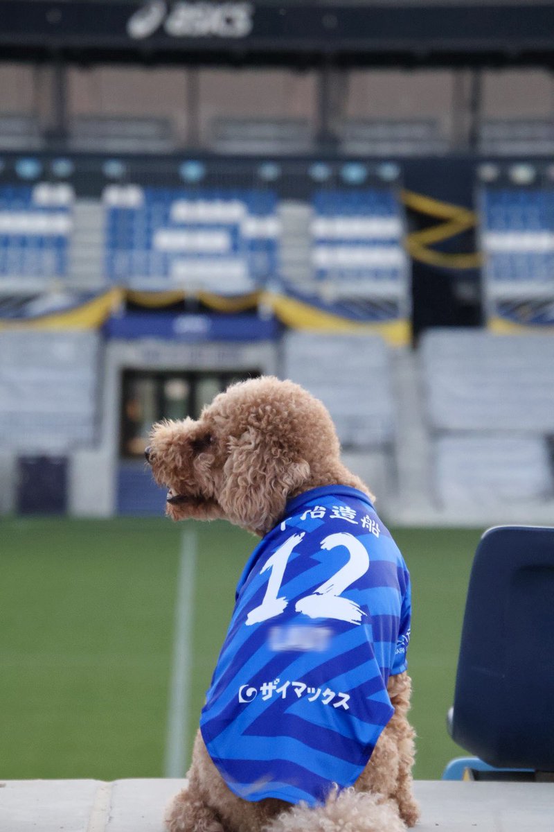 Aruna__05's tweet photo. ドッグユニかわいい🥹💙
早速スタジアムで写真撮ってきた🐶♡

 #FC今治 https://t.co/KyipelgH9t