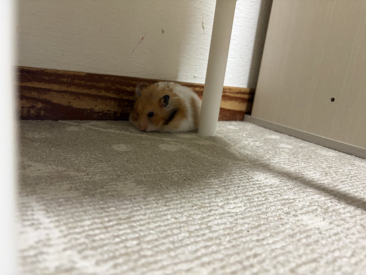ちくわとムースの飼い主🐹🌷 tweet media