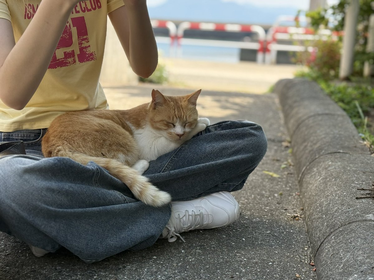 iam_chr_'s tweet photo. 🐈島行ってきたよ。 https://t.co/xiuxZkMk5N