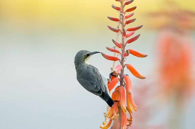 chandanaroy24's tweet photo. A female sunbird on an Aloe Vera spike.
#SundaySunbird #birdwatching #birdphotography #IndiAves #NatureScenery #TwitterNatureCommunity #nature https://t.co/QpmTMDgq0m