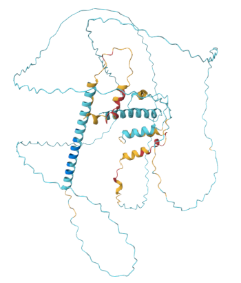 anthonygitter's tweet photo. @ebetica I examined more disordered proteins, and it seems to be widespread. Here is O94687 as an example with AlphaFold2, AlphaFold3, and ESMFold2.

My examples repo: https://t.co/FyHhWJMRBD

GitHub issue: https://t.co/PfLab4to8j https://t.co/mmwK9N9q2Y
