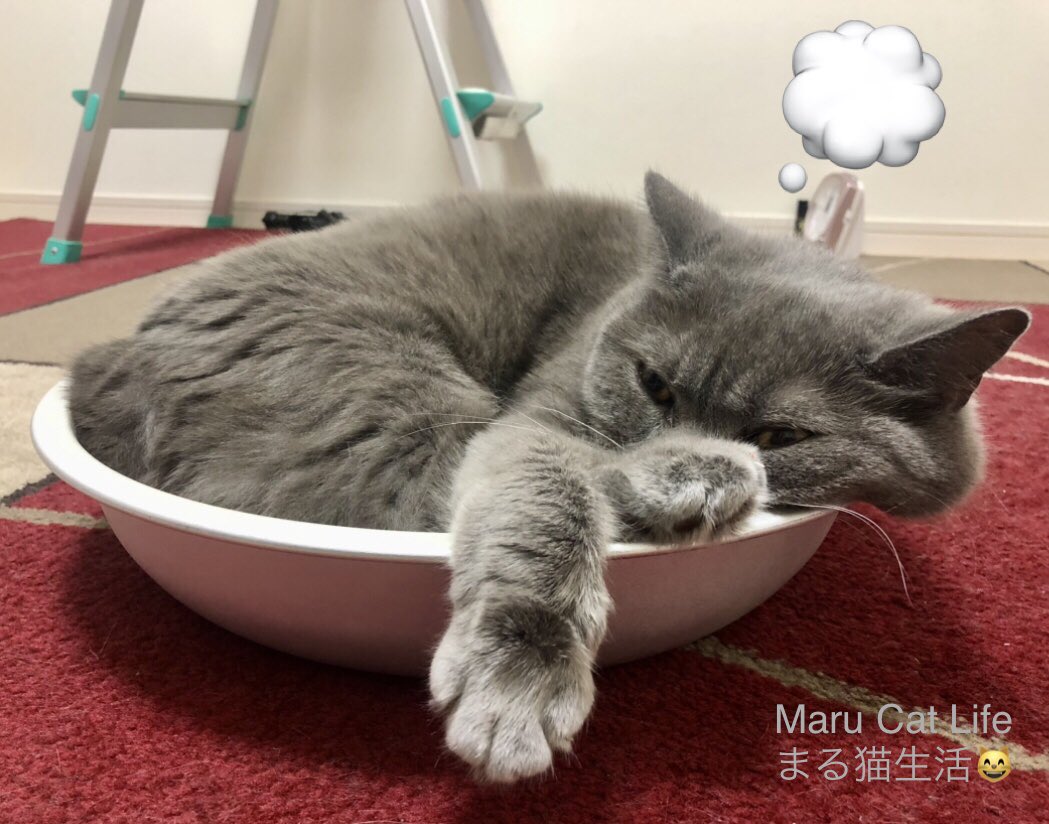 2q6QyWkXYMrPCg9's tweet photo. It's the last day of May, and I'm bored.💭
Looking forward to June!🤲
Good night.💫

🍀ℒฺℴฺνℯฺ🍀 (🎀ᴗ͈ˬᴗ͈)⁾⁾

5月の最後日なのに退屈だよ💭
6月もよろしくお願いにゃん🤲
おやすみなさい💫
2026/05/31 ♡🌤29°
#Cat #猫 #ブリティッシュショートヘア
#猫のいる暮らし https://t.co/vkKXhEPLn3