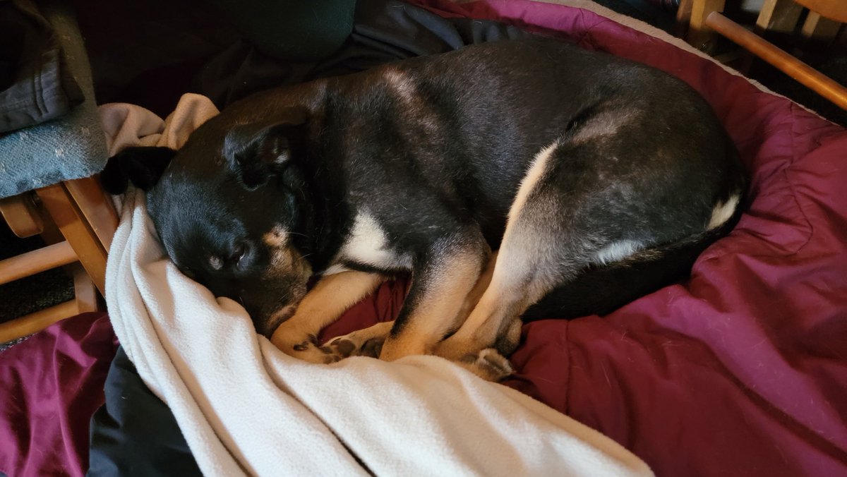 Max_Writer's tweet photo. We're all tired. Bella included.  I'm down to 171 pounds. https://t.co/DCg8OItmZK