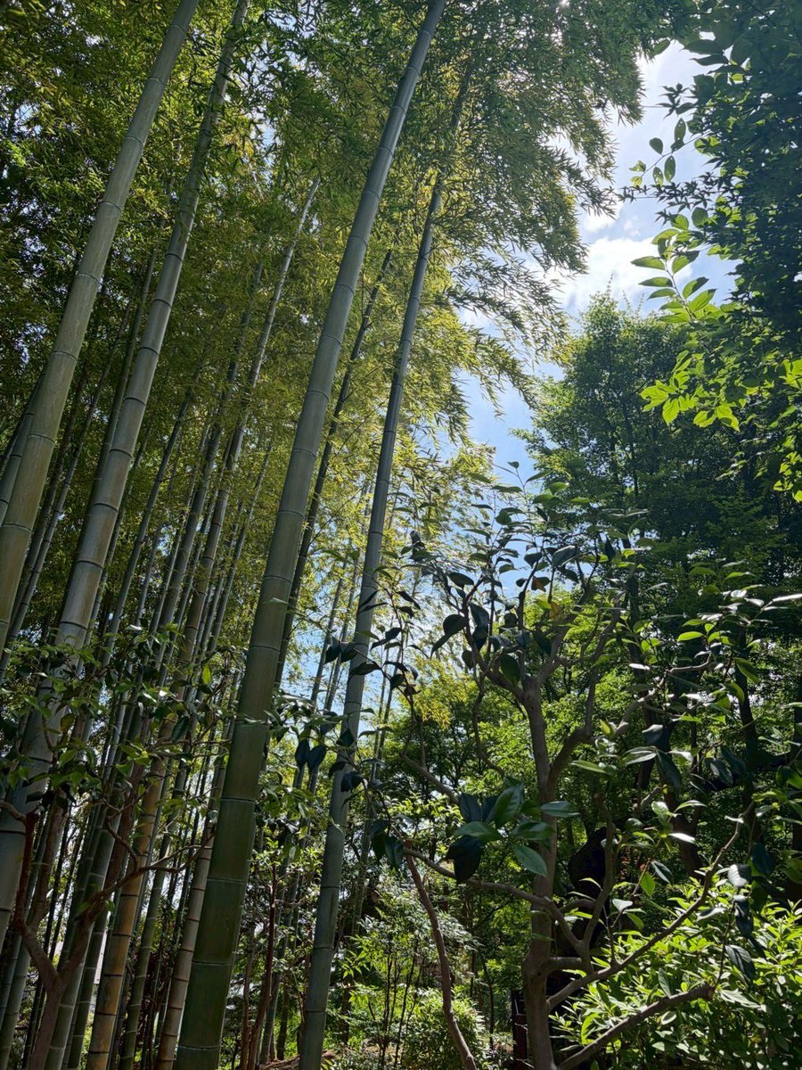temly0505's tweet photo. 今日は都内の渓谷に行ってきやした。
ここオススメ https://t.co/QuSdTG4v2A