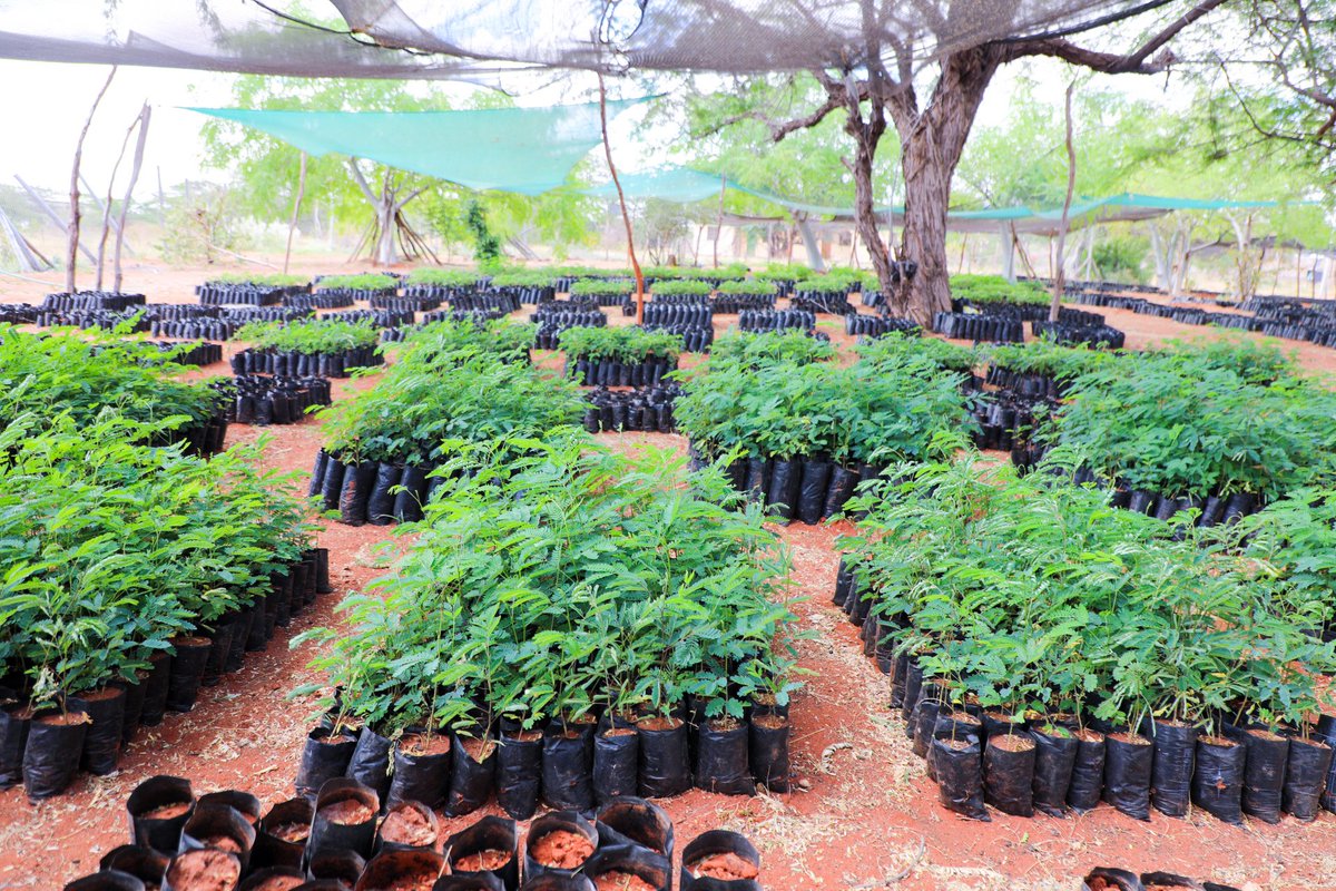 KeForestService's tweet photo. CCF Tours Wajir Ahead of Historic Madaraka Day Celebrations

@CCF_Kenya, Mr. Alex Lemarkoko, today toured Kenya Forest Service offices in Wajir County ahead of this year’s Madaraka Day celebrations, which will be hosted in the region for the first time in the country’s history.

Accompanied by senior KFS officers, including Commandant Mohammed A. Mohammed, the CCF met officers selected for the match-pass parade and encouraged them to represent the Service with professionalism and distinction during the national celebrations.

Mr. Lemarkoko also received a briefing from County Forest Conservator Mr. Samuel Ebeiwa on ongoing the progress in tree-growing programmes, seedling production efforts, and other conservation and landscape restoration activities being undertaken by the Service to enhance forest and tree cover in the arid and semi-arid region.

The visit forms part of ongoing engagements by the Kenya Forest Service leadership aimed at monitoring field operations, supporting staff, and strengthening the Service’s contribution to national development and environmental conservation.