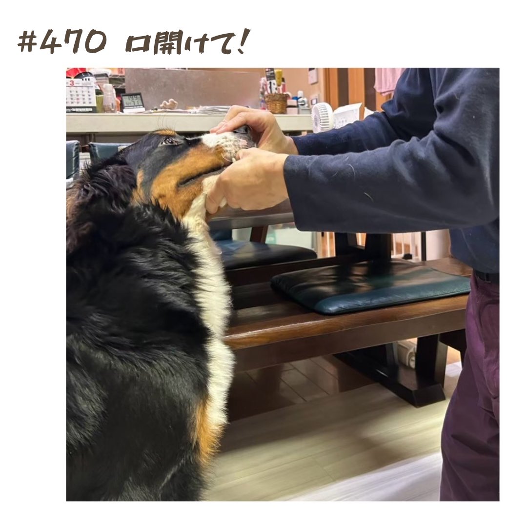 comugi_labrador's tweet photo. #470 口開けて！
＊
やっとエリザベスカラーが取れた大福。
早速なんか咥えてパパに怒られてます。苦笑
口開けて！と言われて、必死に抵抗する大福です。笑
#バーニーズマウンテンドッグ 
#大福のへや #口開けて https://t.co/vE6WFi1LwI