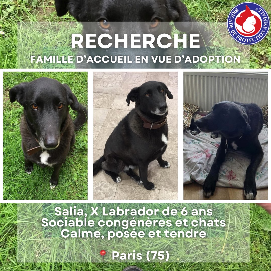 Brigade de Protection Animale – BPA tweet media