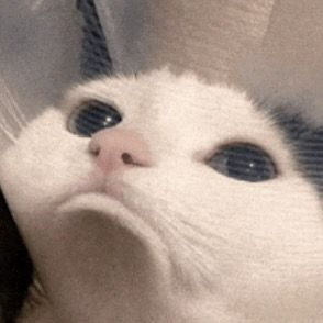 (inactive) isabelle ˚ ཐི⋆✮⋆ཋྀ ˚ 🩵 tweet media