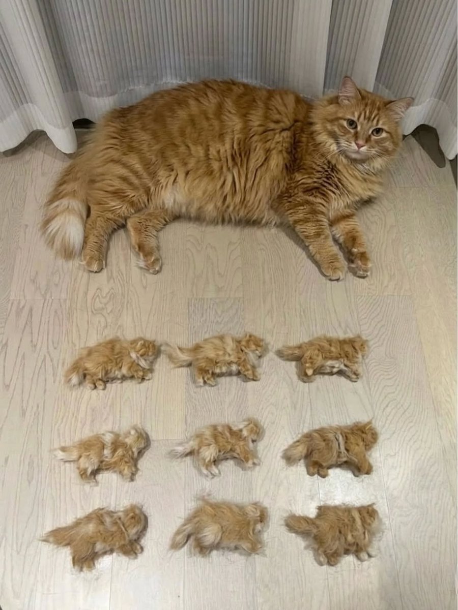 aura with cats tweet media