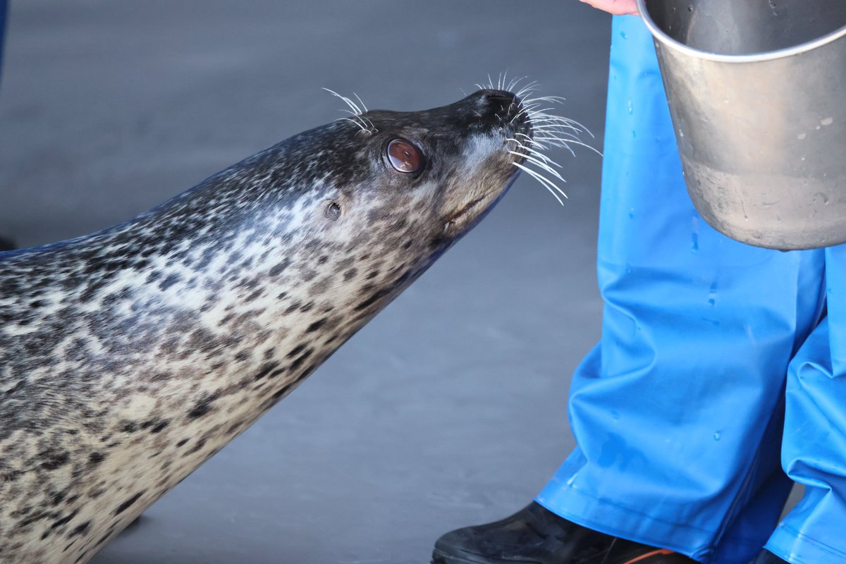WAlexandrite's tweet photo. 🦭「ご飯、ご飯🐟️」
首を長くして待ってます🦒
#ワカメ 
#神戸須磨シーワールド 
#ゴマフアザラシ 
#アザラシ https://t.co/EQHC14K6lc