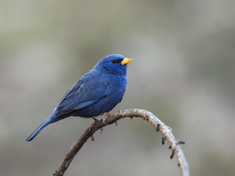 birdd111's tweet photo. Blue finch
Scientific name: Porphyrospiza caerulescens
The blue finch or yellow-billed blue finch is a species of small bird. It is found in Brazil and northeastern Bolivia, where its natural habitat is dry savanna. It is becoming rare due to habitat loss. https://t.co/EU97DKc38a