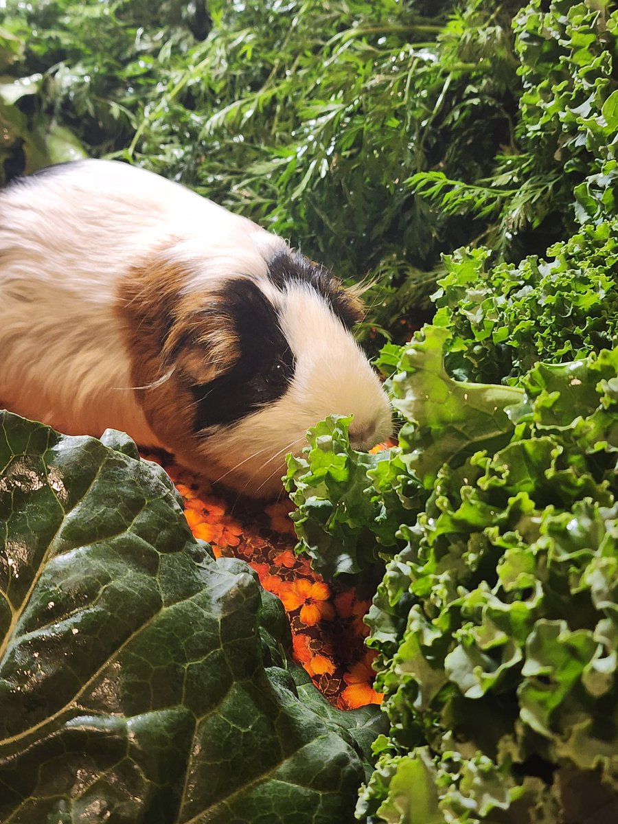 EnsurePetcare's tweet photo. Small pets deserve big love 🤍
Fresh meals, enrichment, and gentle care made just for them 🌿🐹
#Dmv #silverspringmd #DC https://t.co/kIubN04v8G
