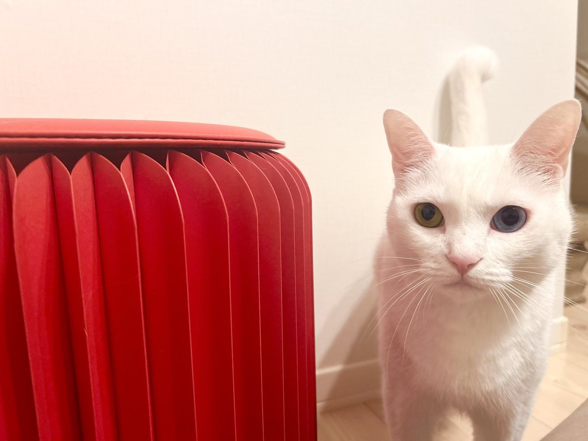 いただいたマスコット猫のヒゲをさせるらしい！可愛すぎ🫶🏻 あと本日