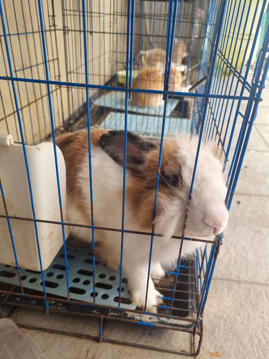 AkuGeri's tweet photo. Hallo Bunny Lovers, aku open adopt kelinci hias jenis Fuzzy Lop jantan, angkut dengan kandang dan peralatanya. owner lagi kerja keluar kota. minat boleh dm yaa.

🧑‍🦲 "Hazelnut" - Fuzzy lop - jantan - siap kawin 
➡️ Umur sekarang: 1 tahun 4 bulan (1 Februari 2025)

📍Surabaya https://t.co/tYIktwYMUe