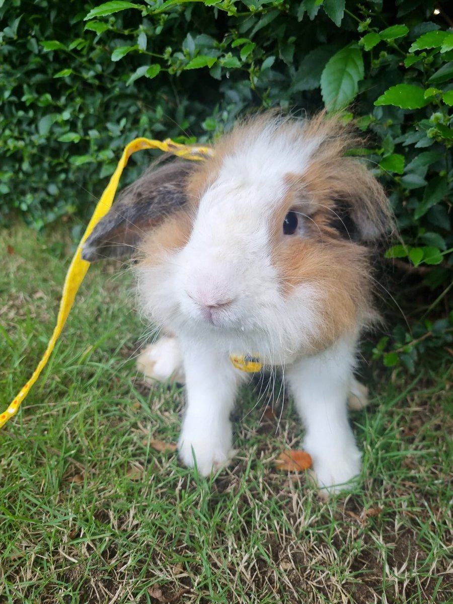 AkuGeri's tweet photo. Hallo Bunny Lovers, aku open adopt kelinci hias jenis Fuzzy Lop jantan, angkut dengan kandang dan peralatanya. owner lagi kerja keluar kota. minat boleh dm yaa.

🧑‍🦲 "Hazelnut" - Fuzzy lop - jantan - siap kawin 
➡️ Umur sekarang: 1 tahun 4 bulan (1 Februari 2025)

📍Surabaya https://t.co/tYIktwYMUe