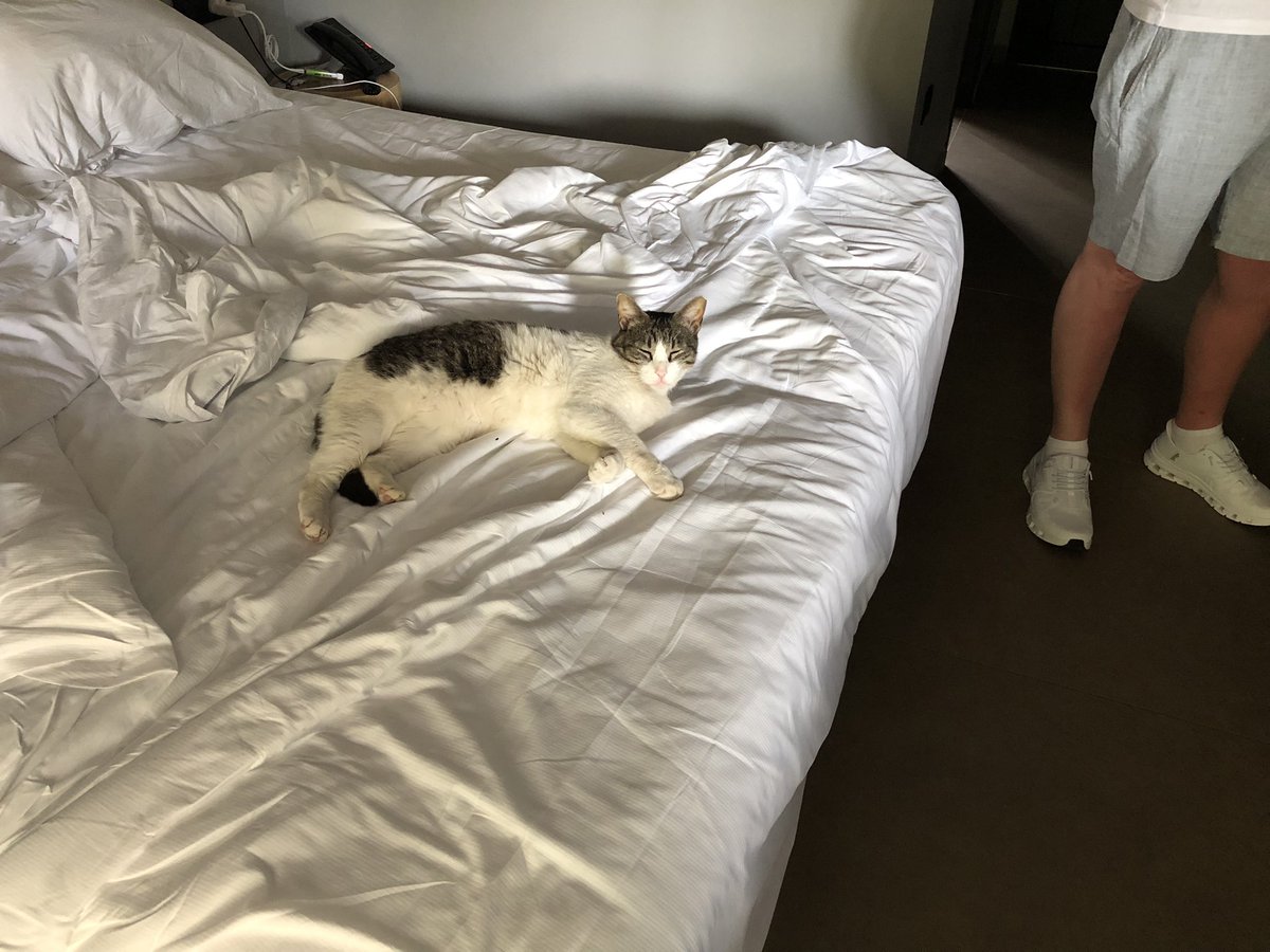 ddale0000's tweet photo. @stuzi_pants Oh they’re gorgeous. ❤️
Here’s our holiday cat. Feral Rhodes cat, making himself at home. Was there all night. As you can see, we slept well apart as didn’t want to disturb the cheeky beggar. https://t.co/PD0GTOtKa3