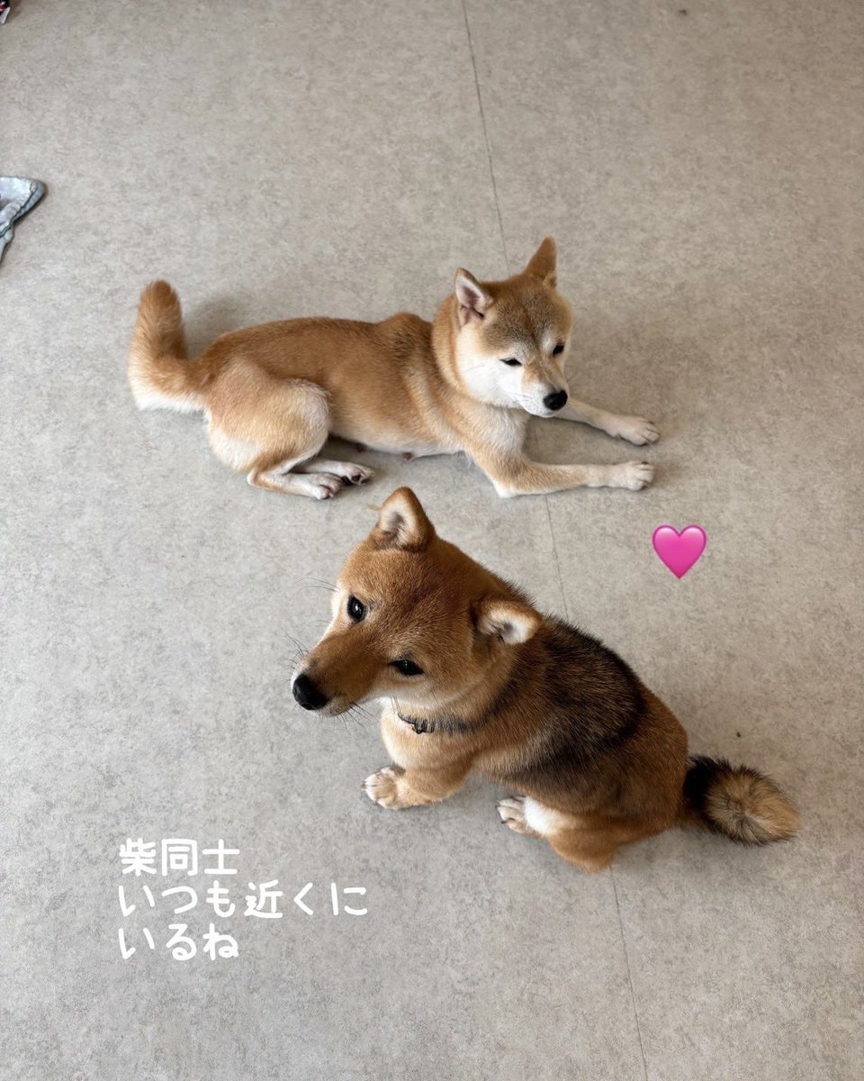 petminuma's tweet photo. #里親募集中　🐕
あみ
2024.10.15生まれの女の子！

かりん
2022.3.22生まれの女の子！

#柴犬
(ふたりとも豆柴サイズ)

柴ちゃんは力も強いので、
小型犬エリアで過ごせる子かどうかは
いつも気にしています。

 #保護犬 https://t.co/SedWqNuUvc