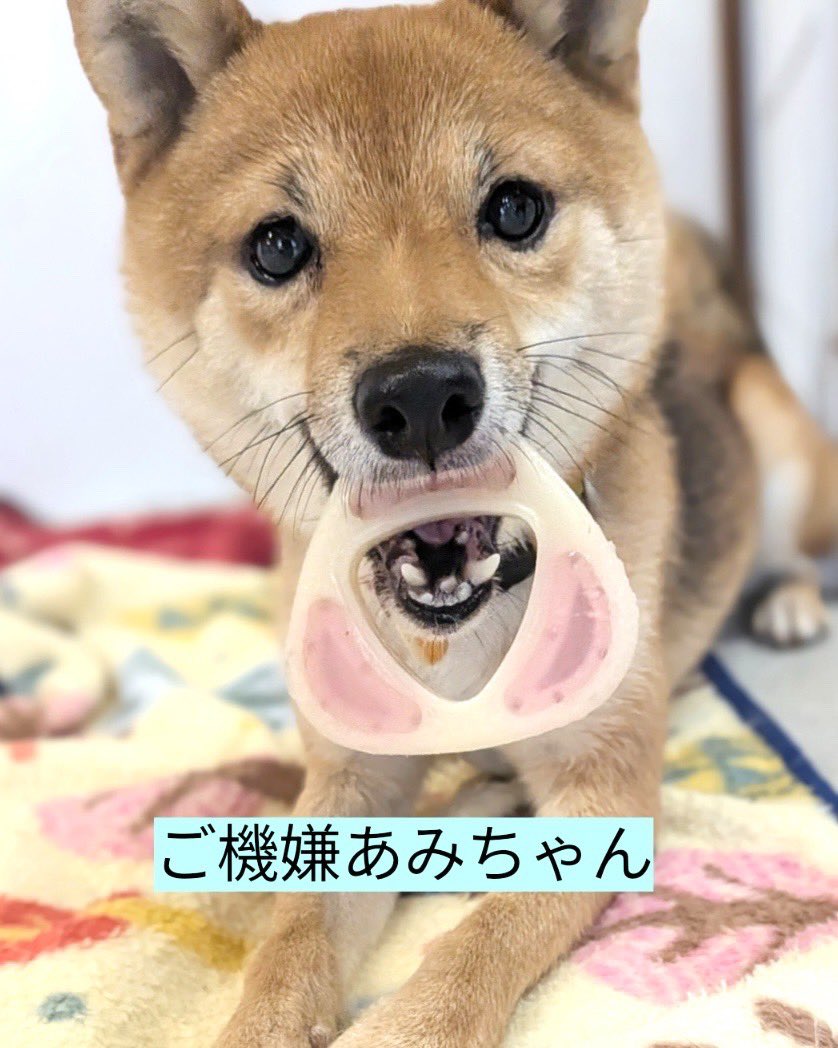 petminuma's tweet photo. #里親募集中　🐕
あみ
2024.10.15生まれの女の子！

かりん
2022.3.22生まれの女の子！

#柴犬
(ふたりとも豆柴サイズ)

柴ちゃんは力も強いので、
小型犬エリアで過ごせる子かどうかは
いつも気にしています。

 #保護犬 https://t.co/SedWqNuUvc