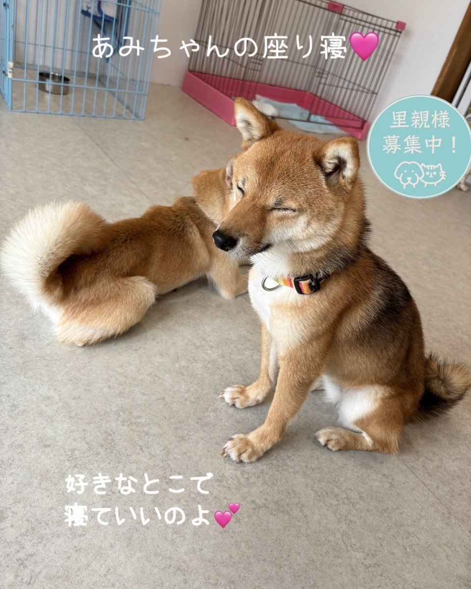 里親募集中 🐕 あみ 2024.10.15生まれの女の子！ かりん 2022.3.22