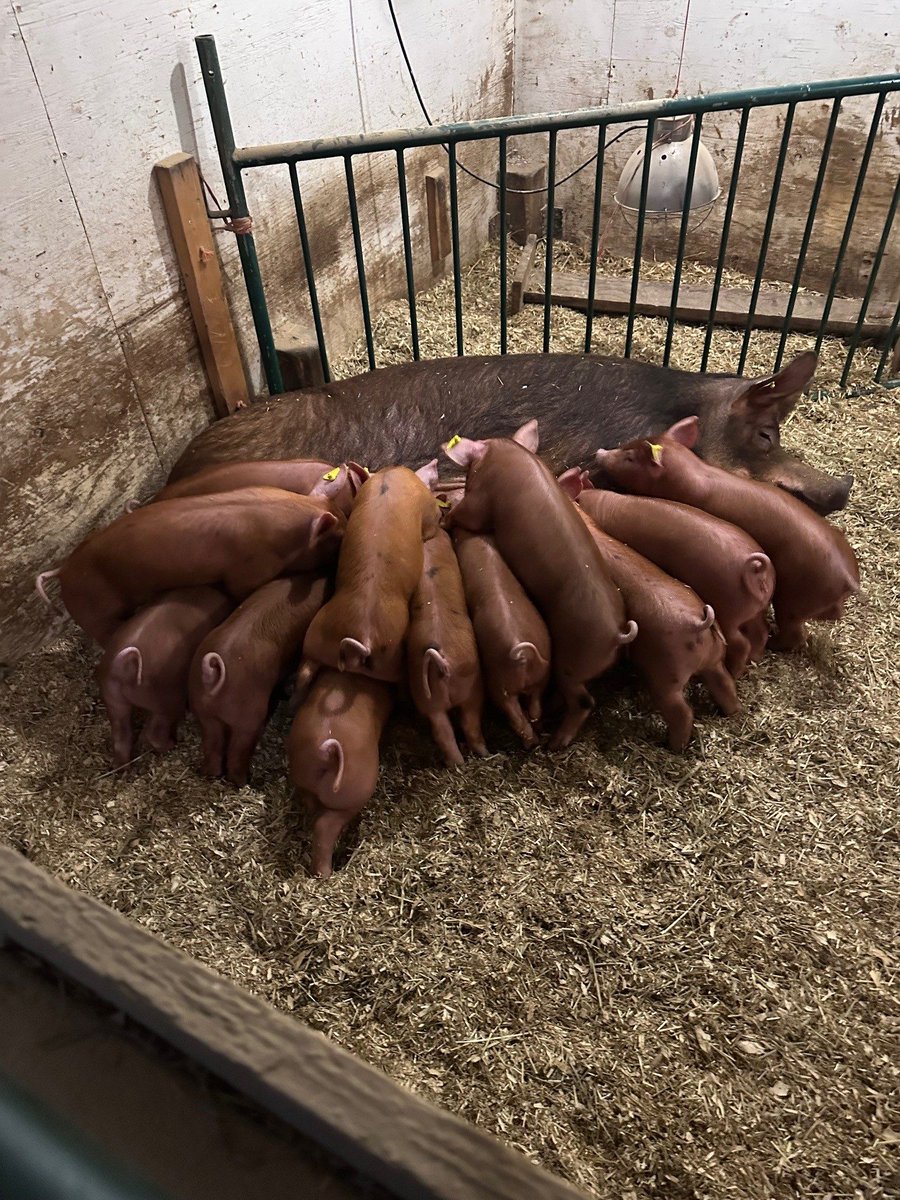 ExploreON's tweet photo. (1/2) #DYK that Fort William Historical Park, known for its rich history, is also home to a variety of heritage breeds of sheep, pigs, cattle and poultry? https://t.co/wJtZ7CuSDz