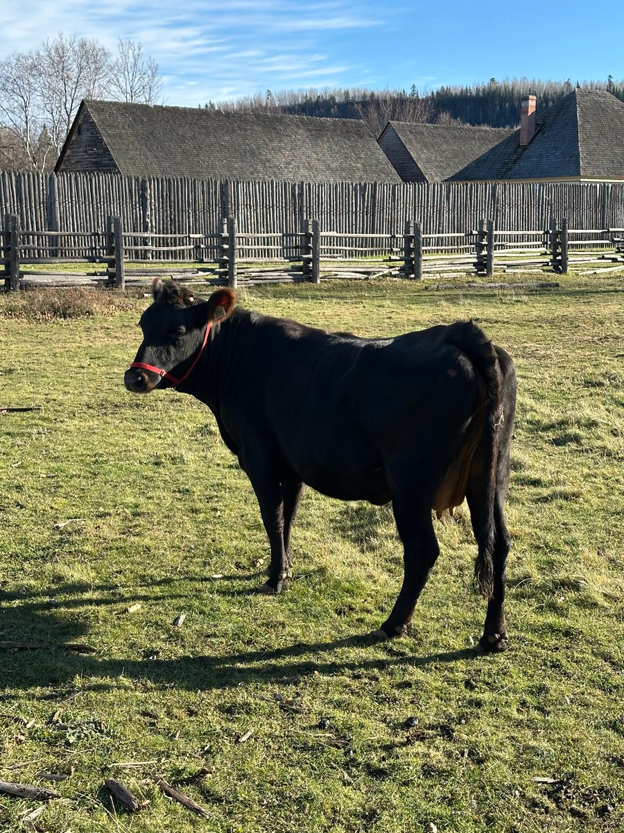 ExploreON's tweet photo. (1/2) #DYK that Fort William Historical Park, known for its rich history, is also home to a variety of heritage breeds of sheep, pigs, cattle and poultry? https://t.co/wJtZ7CuSDz