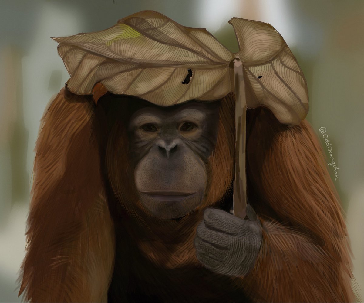 oddOrangutan's tweet photo. Leaf hat? Leaf umbrella? Leaf camouflage?
Wrong answers only. 🌿🦧
#Orangutan #Primates #GreatApes #WildlifeArt #AnimalArt https://t.co/7SNNs0EBSH