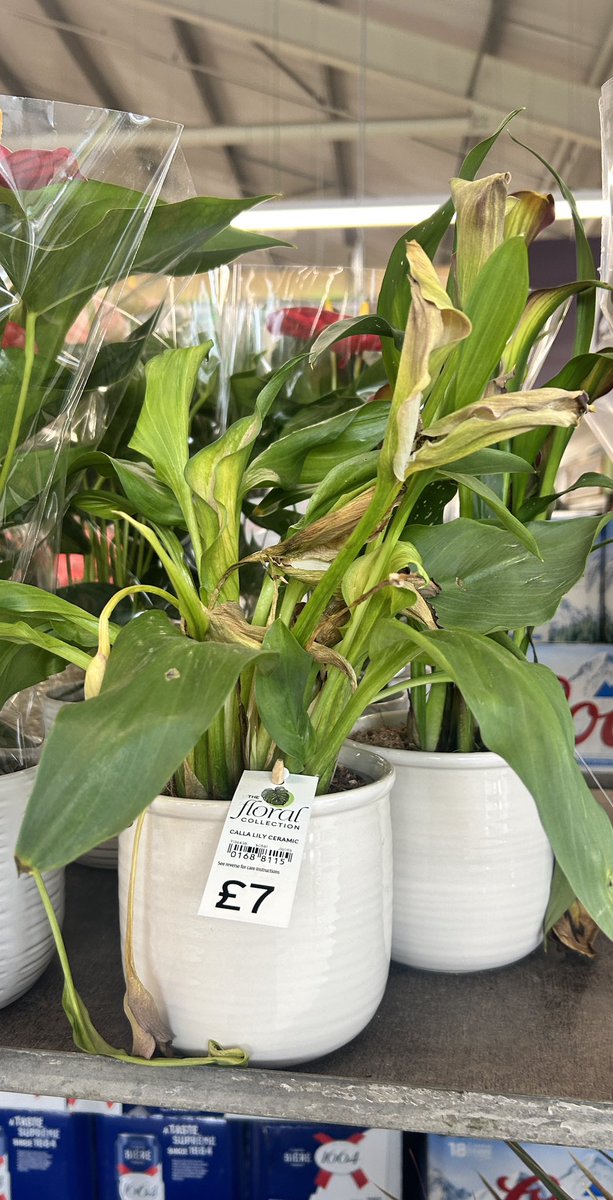 ellejay2211's tweet photo. Really disappointed to see so many withered and dead plants in our local @sainsburys 
Is it too much to ask your staff to keep them watered and healthy? What a waste! https://t.co/auPSpLFa9z