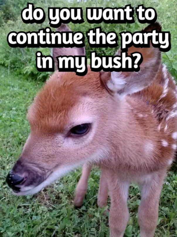 mfing deer girl 2sday tweet media