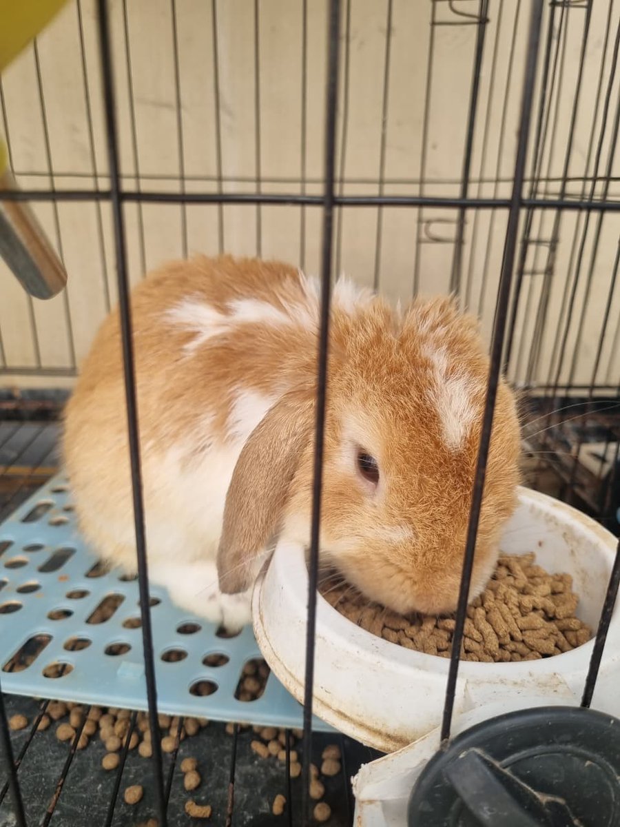 AkuGeri's tweet photo. Hallo Bunny Lovers, aku open adopt kelinci hias jenis Holland lop betina, angkut dengan kandang dan peralatanya. owner lagi kerja keluar kota. minat boleh dm yaa.

👶 "Pumpkin" - Holland Lop - betina - siap kawin 
➡️ Umur sekarang: 8 bulan 26 hari (5 September 2025)

📍Surabaya https://t.co/hJN3ahpLHY