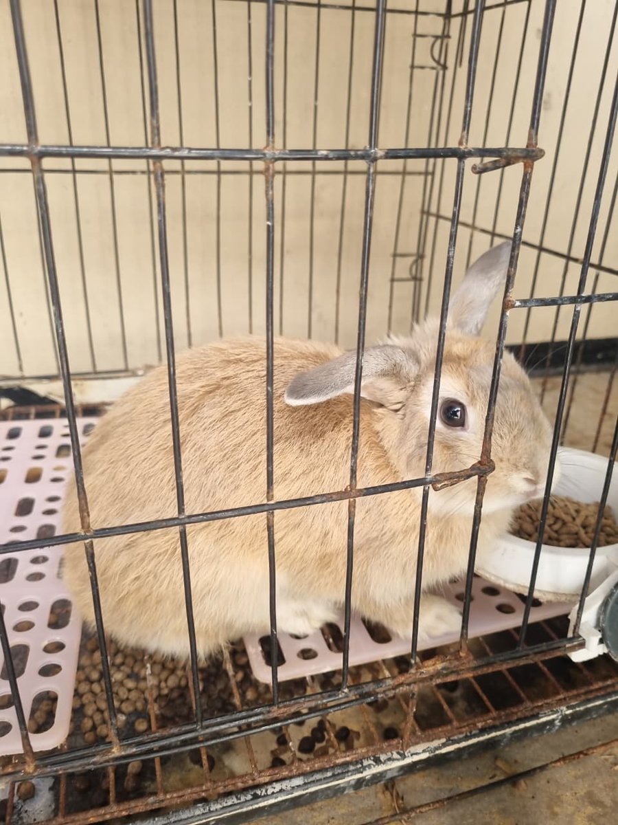 AkuGeri's tweet photo. Hallo Bunny Lovers, aku open adopt kelinci hias jenis Holland lop betina, angkut dengan kandang dan peralatanya. owner lagi kerja keluar kota. minat boleh dm yaa.

👼 "Milo" - Holland Lop - betina - siap kawin 
➡️ Umur sekarang: 11 bulan 12 hari (19 Juni 2025)

📍Surabaya https://t.co/c6wLvsPqBD