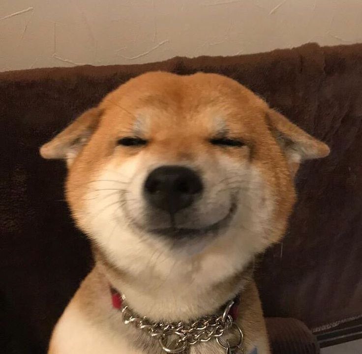 smiling dog tweet media