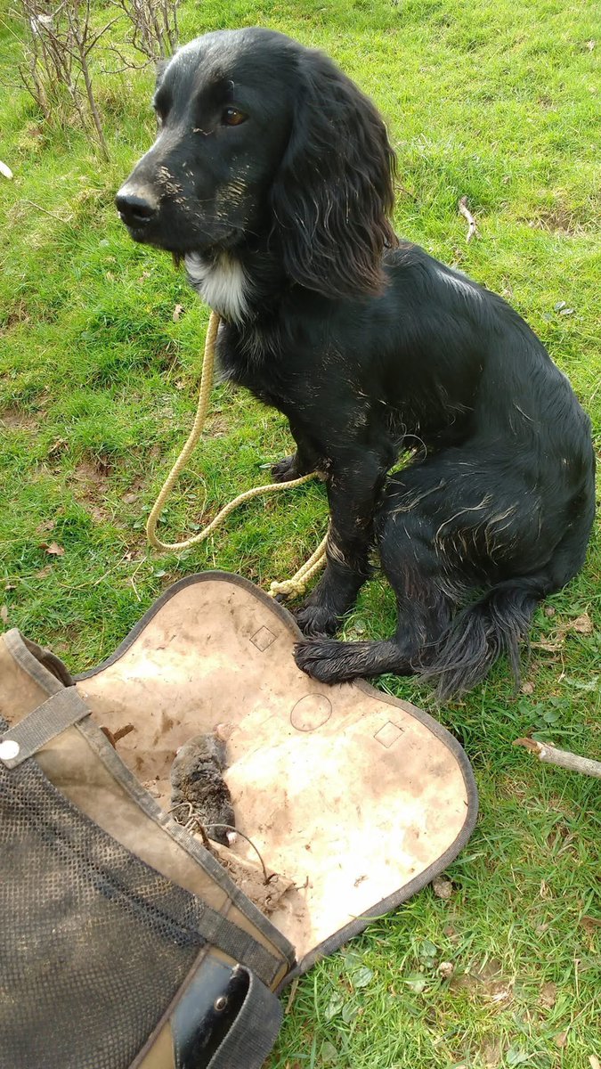rosiedoc666's tweet photo. #StolenDogHour 
“Looking back through the pictures on my phone I found these pictures of Billy taken just before he was stolen in June 2018..... someone knows where he is, he doesn't belong to whoever has him, his home is here with his family..”
Hoping is he happy/cared for 🤞 💔 https://t.co/ehEaRkNzXA