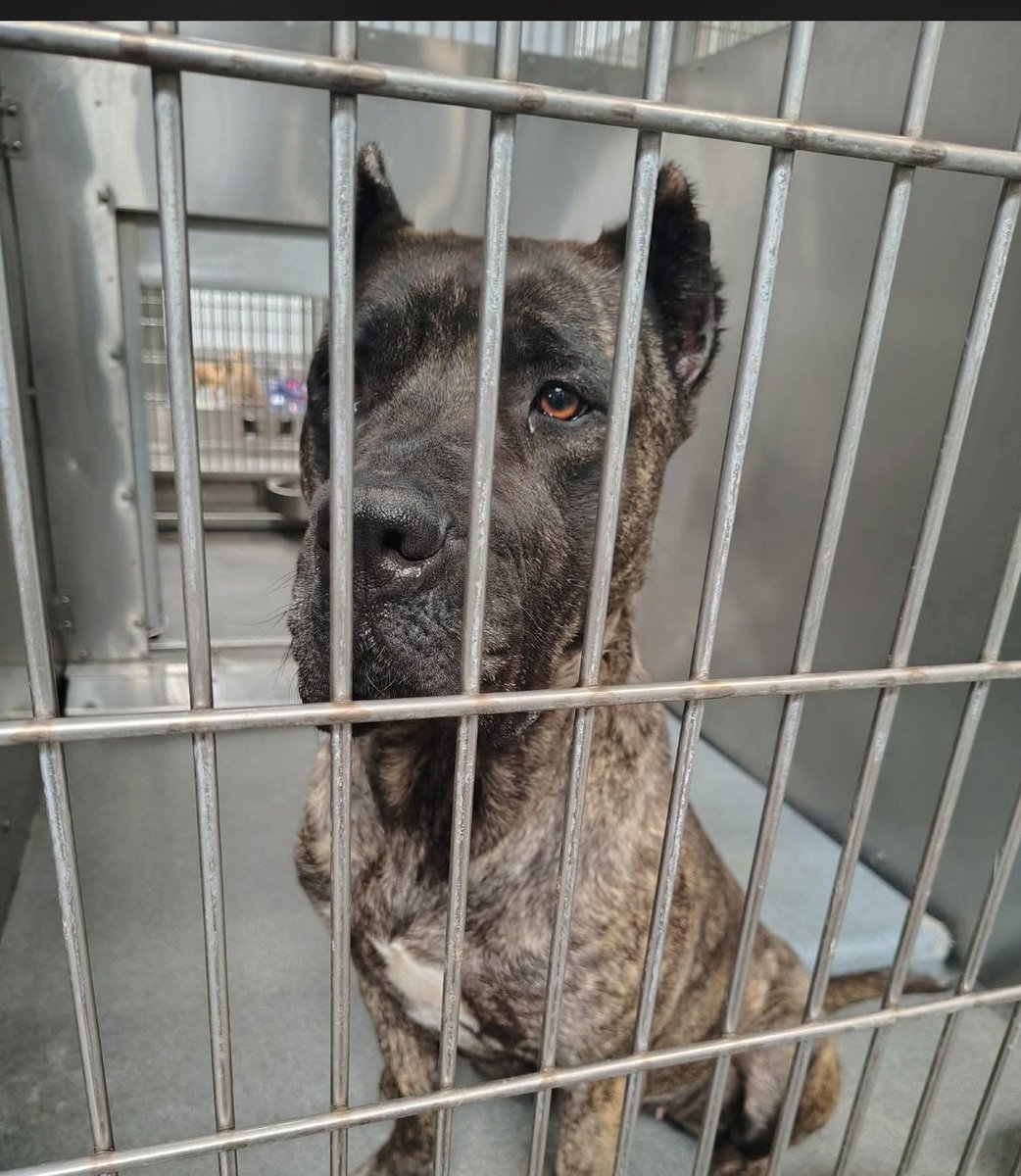 LaBreaBoy's tweet photo. Estimated 4years old Downey CA SEAACA shelter I would take her but I already have two. Deadline 6/2 3pm open Tuesday https://t.co/ORGtD6AUev