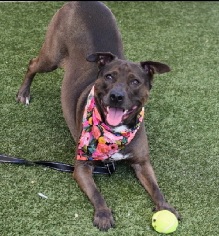MorgFairsdogs tweet picture