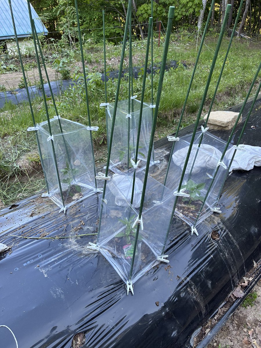heiwafarm's tweet photo. 第二弾植え始め。トマト、ピーマン、唐辛子、インゲン、春菊、水菜、ほうれん草、小松菜、スイスチャード、サンチュなど。 https://t.co/O2LKlXpvWM