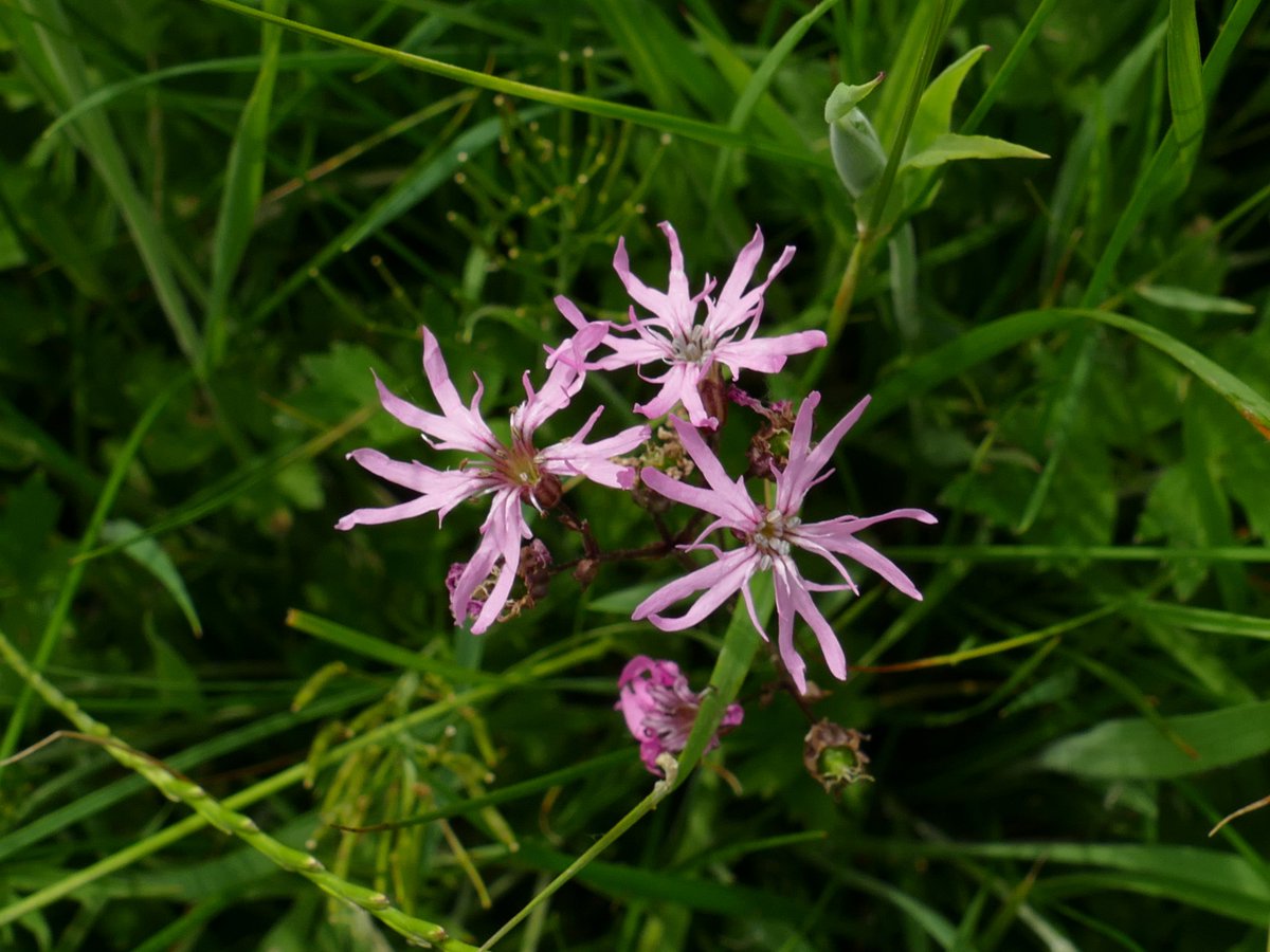 RogerRob473's tweet photo. Ragged robin at Ashford Hill Meadows (N. Hants) this week. #wildflowerhour https://t.co/N7CtRlUnTO