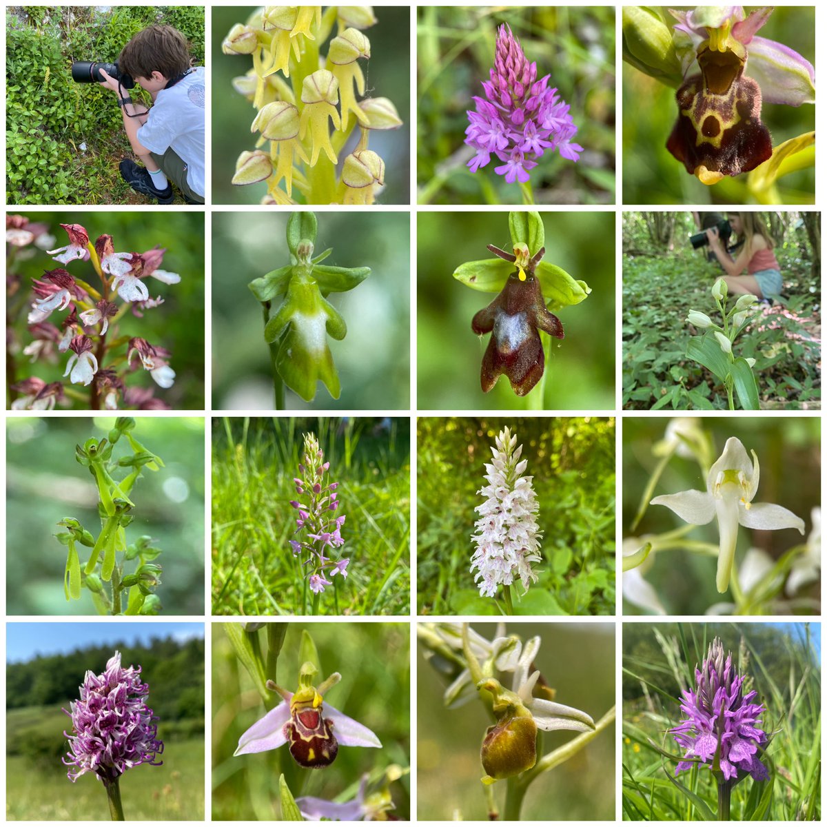 StevePa46290725's tweet photo. How fortunate that the #WildflowerHour #OrchidChallenge should come in the same week as the ‘Orkids’ (my kids) annual Kent orchid road trip. 15 species seen as well as some nice colour variations and the traditional sea swim finale. See ALT text for details. @wildflower_hour https://t.co/cmIsjqciLu