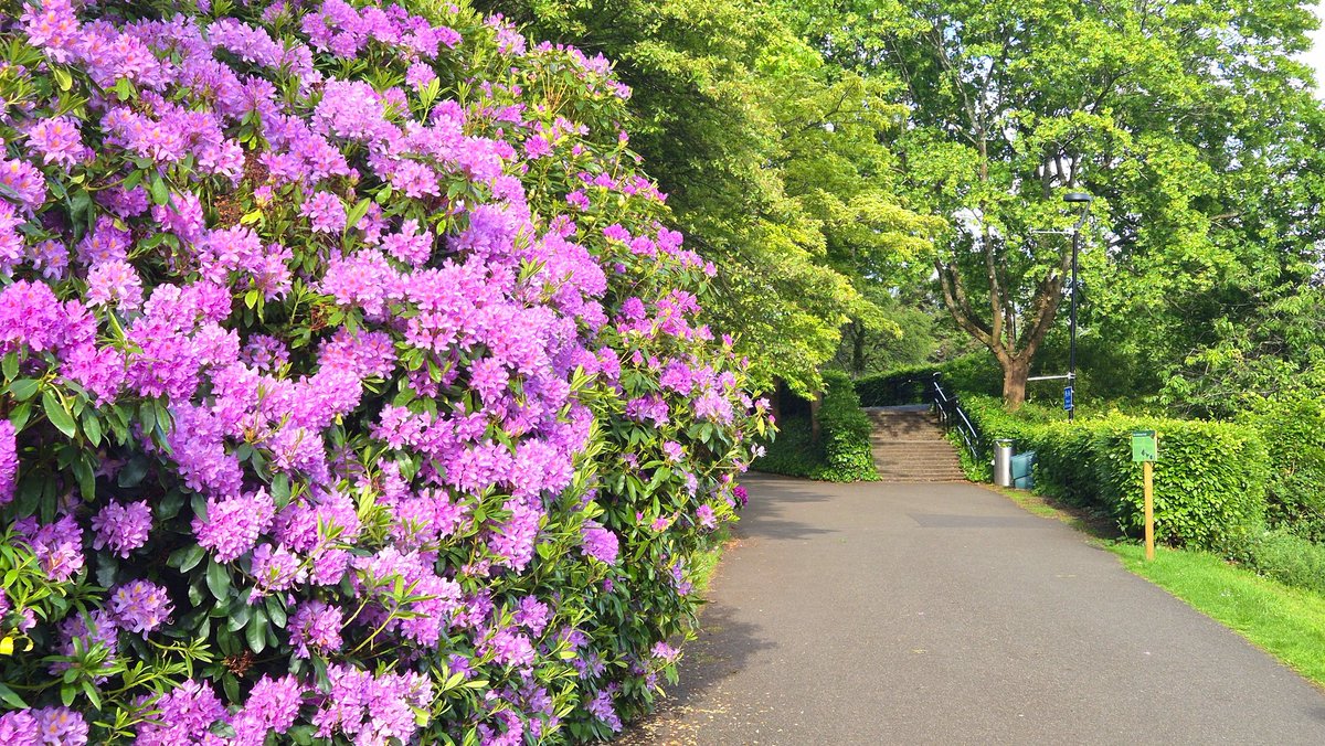 frasergj's tweet photo. Sunshine and colour on @StirUni Campus today (31/5) #WeatherWatcherGraham #@bbcweather @BBCScotWeather @BBCAimsir @metoffice #loveukweather✔️ https://t.co/CfjLlsoICE