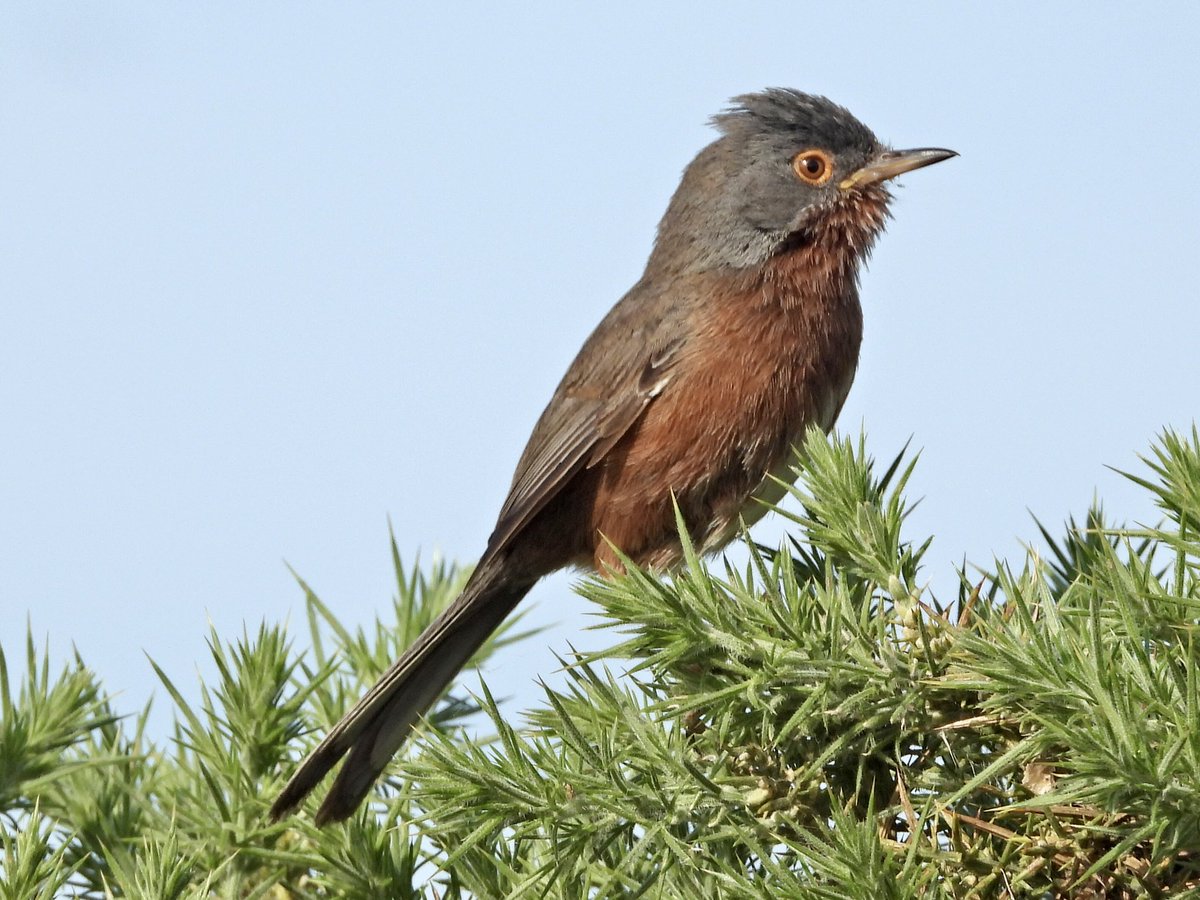 alanbodd's tweet photo. Dartford Warbler, Common Redstart, Little Tern &amp; Stonechat from this weekend in Hampshire. https://t.co/swWh8dFZyv