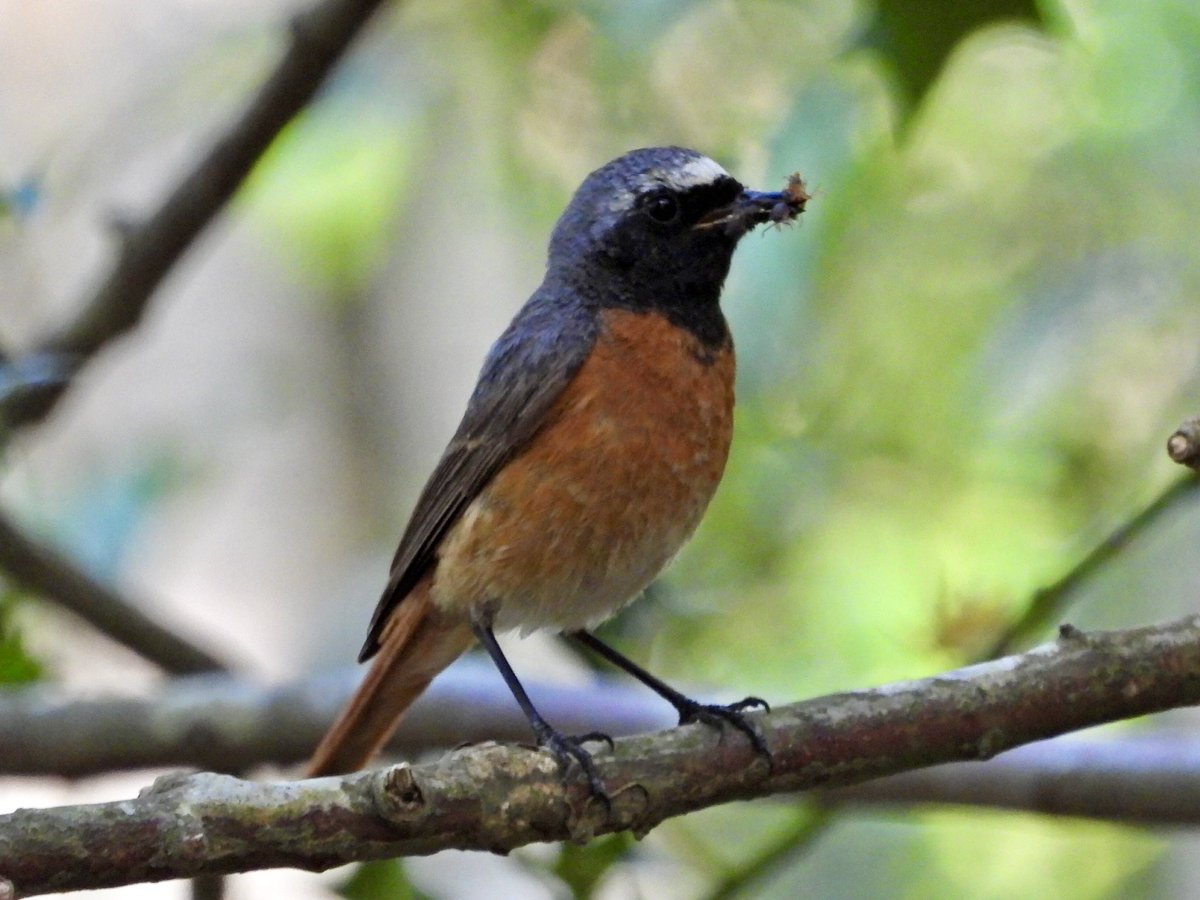 alanbodd's tweet photo. Dartford Warbler, Common Redstart, Little Tern &amp; Stonechat from this weekend in Hampshire. https://t.co/swWh8dFZyv