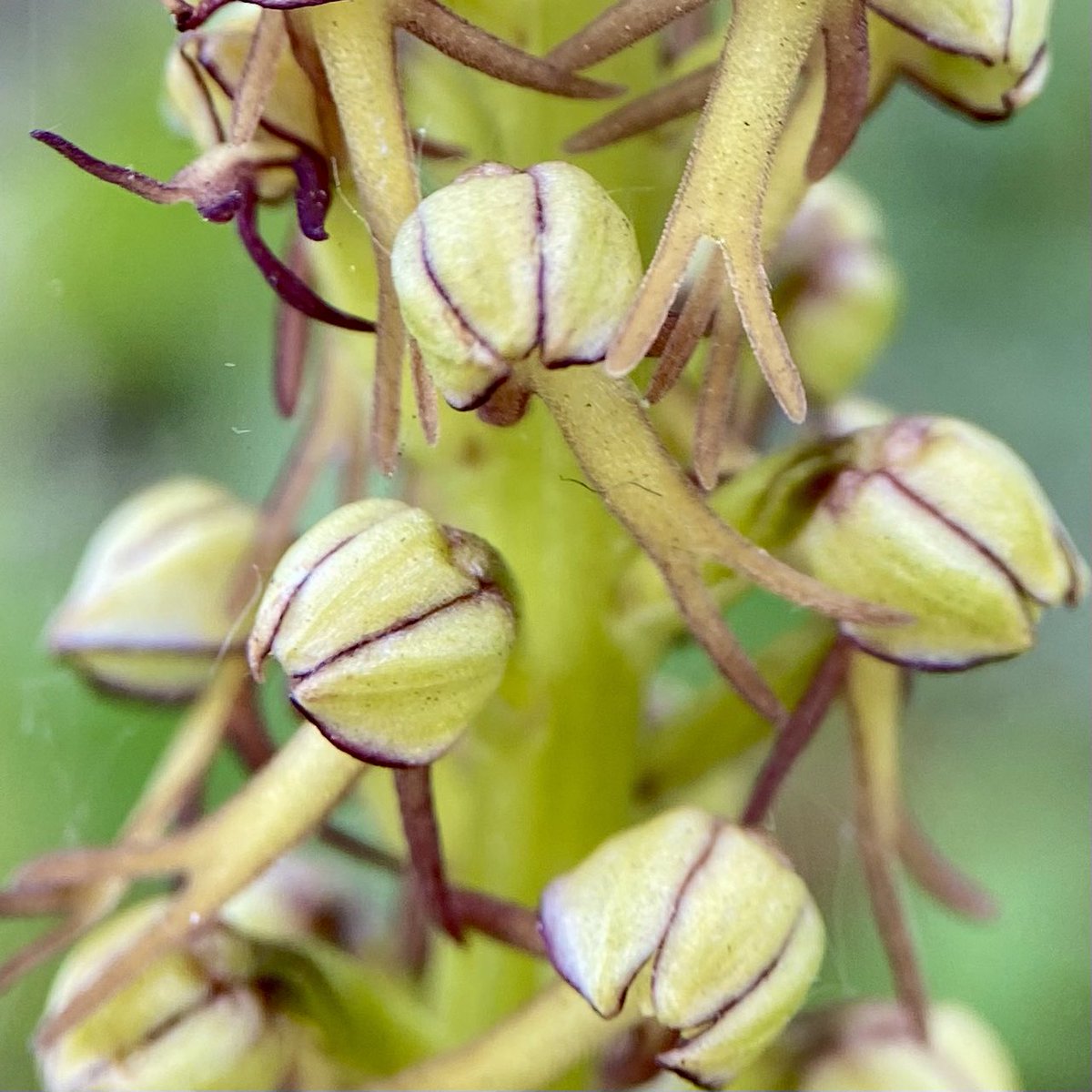 StevePa46290725's tweet photo. Some of the amazing Man Orchids (Orchis anthropophora) seen in north Kent on my Road trip this week #WildflowerHour #OrchidChallenge @wildflower_hour https://t.co/9pRlBEOLiv