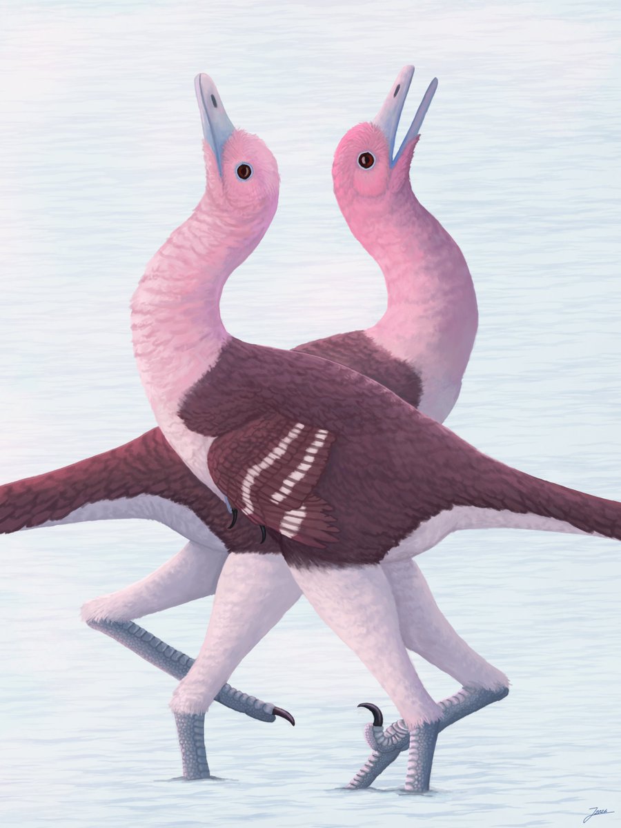 lans_snows's tweet photo. Natovenator mating dance

Natovenator is a genus of halzkaraptorine dinosaur that lived in the Late Cretaceous. Its fossils suggest a semi-aquatic lifestyle like modern waterfowl. The courtship ritual depicted here is inspired by cranes and grebes.

#dinosaur #art #paleoart ㅤㅤ https://t.co/C9NF2Rnzb6