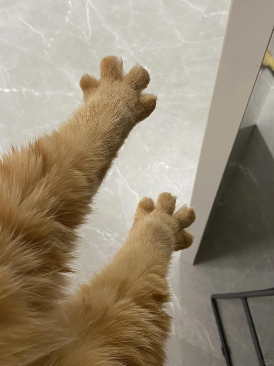 Cat 🐈 tweet media