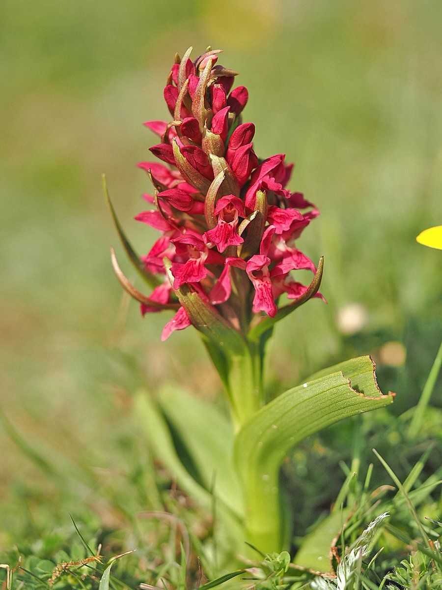 HardingRogerC's tweet photo. #WildflowerHour #OrchidChallenge
Braunton Burrows.
Pyramidal, Twayblade, Early Marsh, and another Belgarum Bee. Also saw hundreds of Southern Marsh. https://t.co/SLNKC1TQqZ
