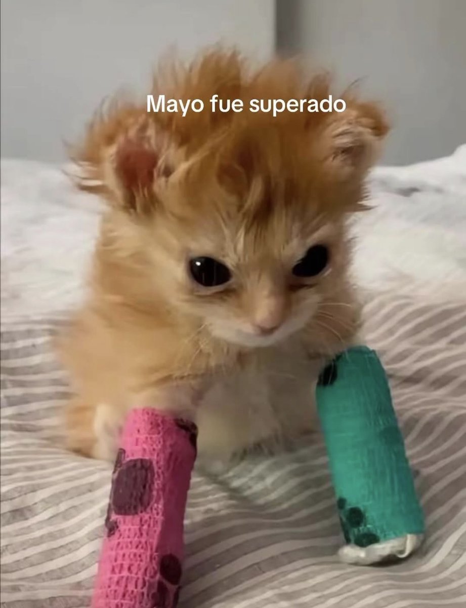 MundoDeBigotes's tweet photo. https://t.co/FieXkvUwQP